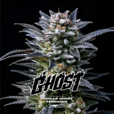 Semillas BSF Gorilla Ghost x41