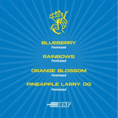 Semillas BSF Mix Tutti Frutti x121