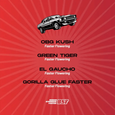 Semillas BSF Mix Faster and Furious x12