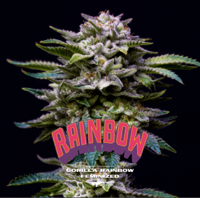 Semillas BSF Gorilla Rainbows x41