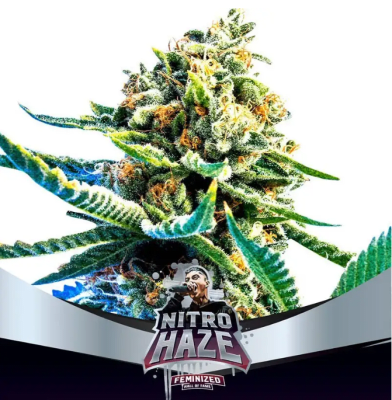 Semillas BSF Nitro Haze x21