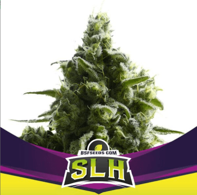 Semillas BSF Super Lemon Haze x21