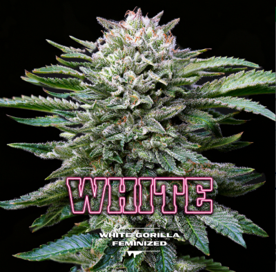 Semillas BSF White Gorilla x21