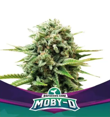 Semillas BSF Moby -D XXL x41