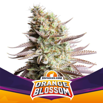 Semillas BSF Orange Blossom x2