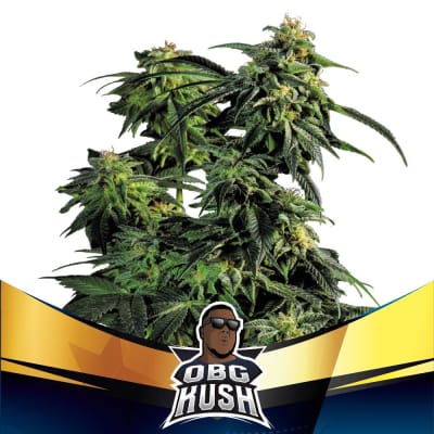 Semillas BSF OBG Kush x4 (Fast Version)