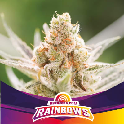 Semillas BSF Rainbows x4