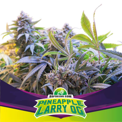 Semillas BSF Pineapple Larry OG x21
