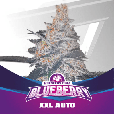 Semillas BSF Auto Blueberry x2