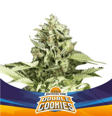 Semillas BSF Auto Double Cookies x2