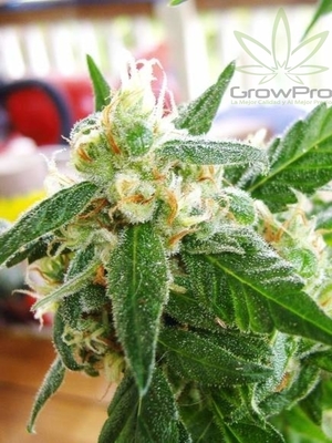 Semillas Nirvana Seeds Auto AK 48 x31