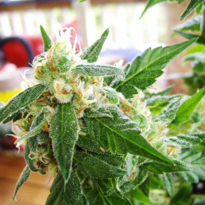 Semillas Nirvana Seeds Auto AK 48 x11