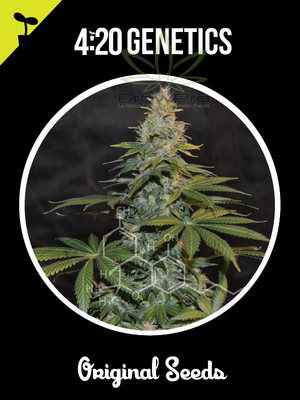 Semillas 420 Genetics ak x11