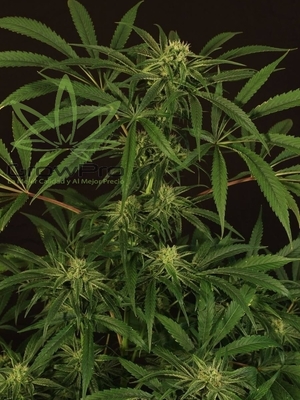 Semillas Exotic Seed Amnesia #7 x31