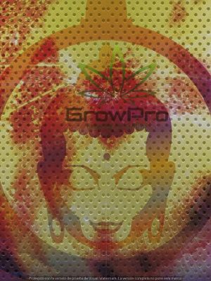 Semillas Buddha Seeds Assorted Auto Mix x101