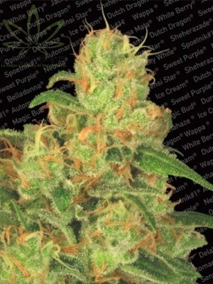 Semillas Paradise Seeds Auto Acid x31