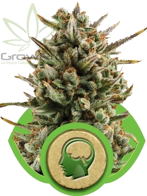 Semillas Royal Queen Auto Amnesia Haze x11