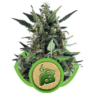 Semillas Royal Queen Auto Blue Cheese x31
