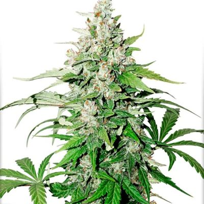 Semillas Dutch Passion Auto Cinderella Jack x31