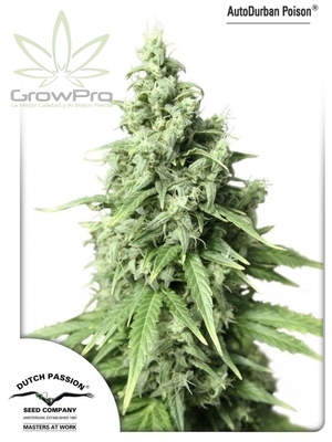 Semillas Dutch Passion Auto Durban Poison x31