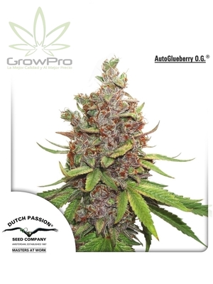 Semillas Dutch Passion Auto Glueberry OG x31