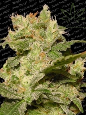 Semillas Paradise Seeds Auto Jack x31