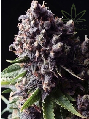 Semillas Pyramid Seeds Auto Purple x31