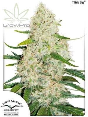 Semillas Dutch Passion Auto Think Big x31