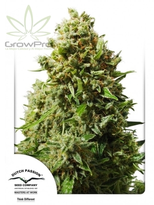 Semillas Dutch Passion Auto Think Different x3