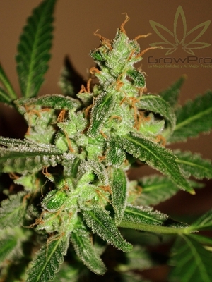 Semillas Paradise Seeds Auto Wappa x31