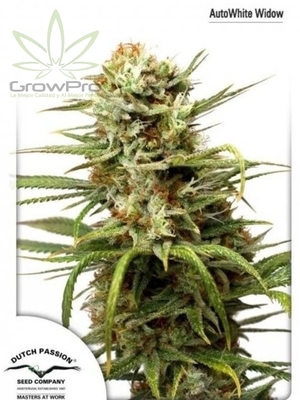 Semillas Dutch Passion Auto White Widow x31