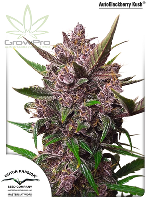 Semillas Dutch Passion Auto Blackberry Kush x31