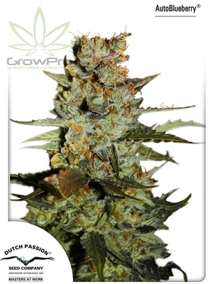 Semillas Dutch Passion Auto Blueberry x31
