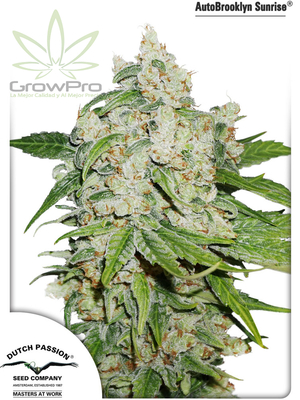 Semillas Dutch Passion Auto Brooklyn Sunrise x31