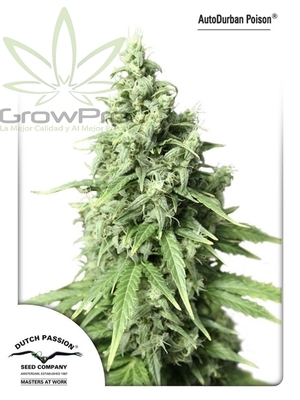Semillas Dutch Passion Durban Poison x31