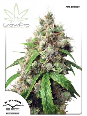Semillas Dutch Passion Auto Euforia x3