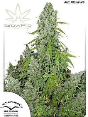 Semillas Dutch Passion Auto Ultimate x31