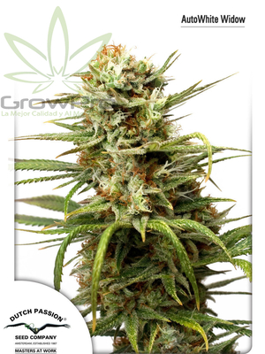 Semillas Dutch Passion White Widow x3