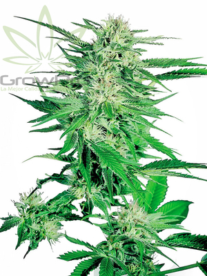 Semillas Sensi Seeds Big Bud x31