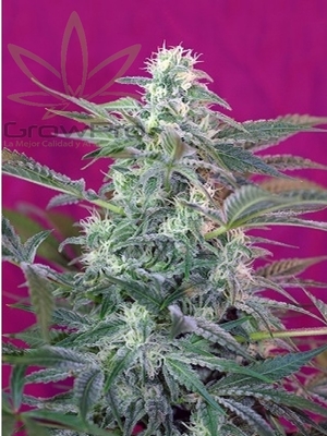 Semillas Sweet Seeds Big Foot x41