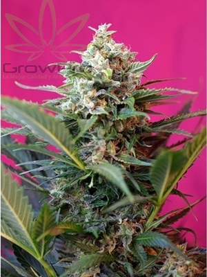 Semillas Sweet Seeds Auto Big Devil XL x41