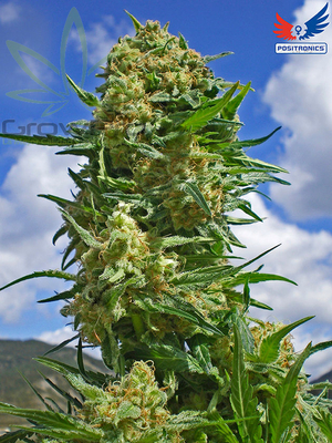 Semillas Positronics black widow x31