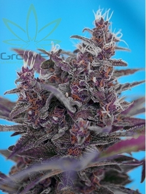 Semillas Sweet Seeds Auto Black Cream x41