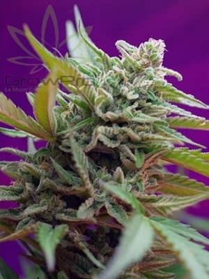 Semillas Sweet Seeds Auto Black Jack x41