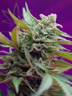 Semillas Sweet Seeds Black Jack x41