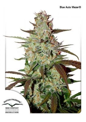 Semillas Dutch Passion Auto Blue Mazar x31