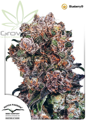 Semillas Dutch Passion Blueberry x31
