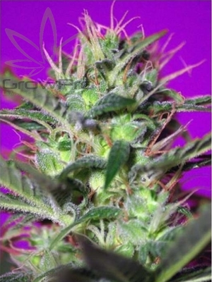 Semillas Sweet Seeds Botafumeiros x41
