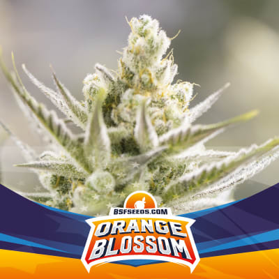 Semillas BSF Auto Orange Blossom x2