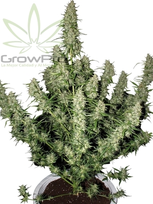 Semillas Buddha Seeds Auto Magnum x31